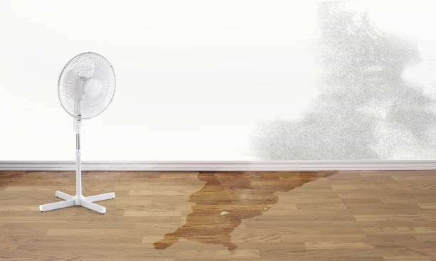 Best Carpet water damage restoration  in Massapequa Park, NY