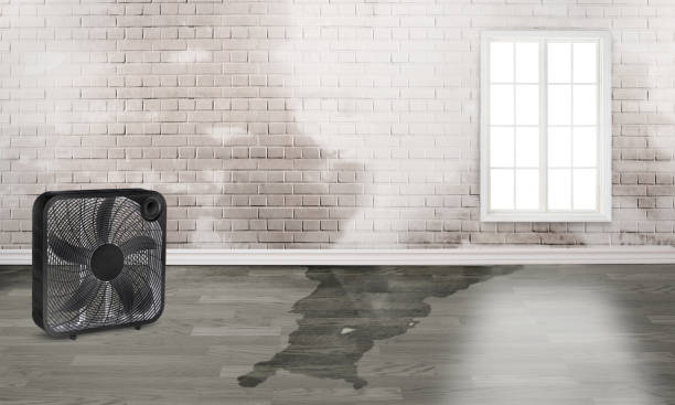 Best Basement water damage restoration  in Massapequa Park, NY